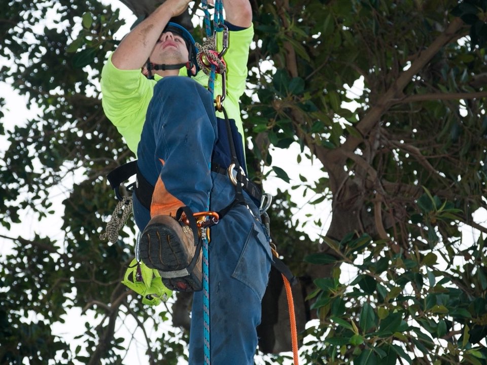 Qualified arborist working in a mature tree during a property survey in Caerphilly