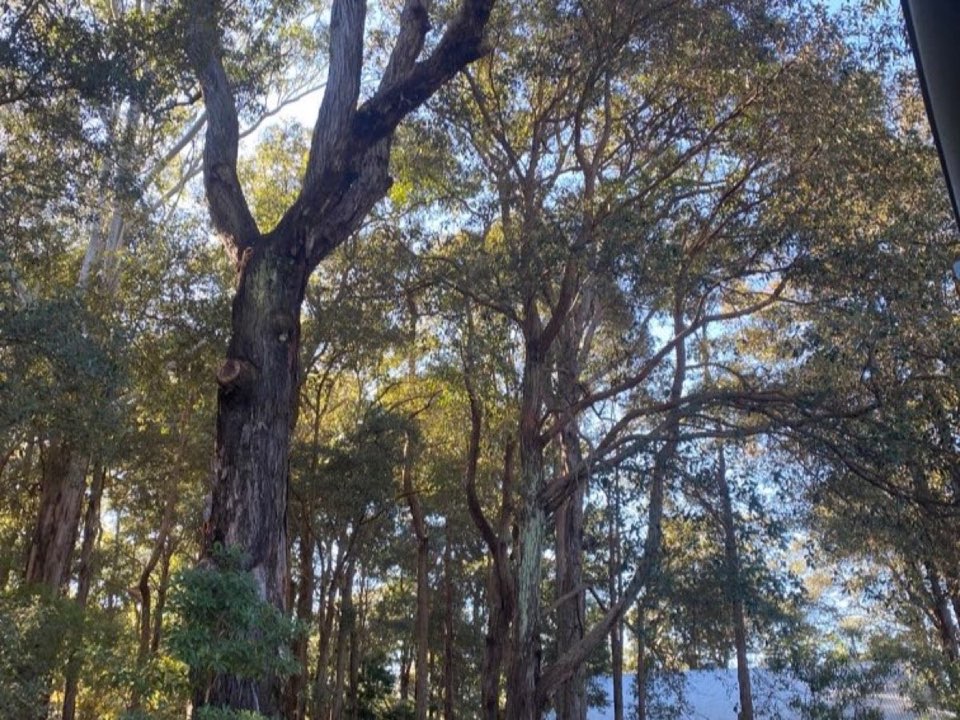 Mature trees in Caerphilly parkland with a property visible in the background